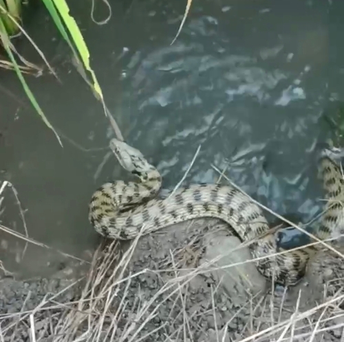 Tessellated Water Snake