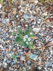 Heliotropium hirsutissimum