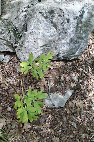 Balkan Peony