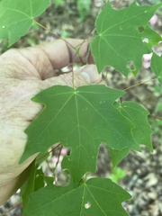 Acer leucoderme