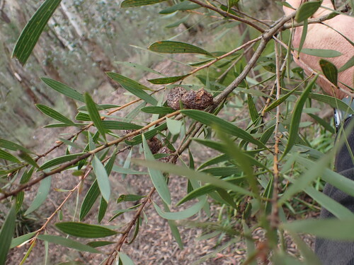 Hakea dactyloides, photograph 1