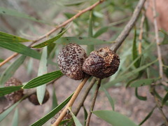Hakea dactyloides, photograph author not stated, no rights reserved