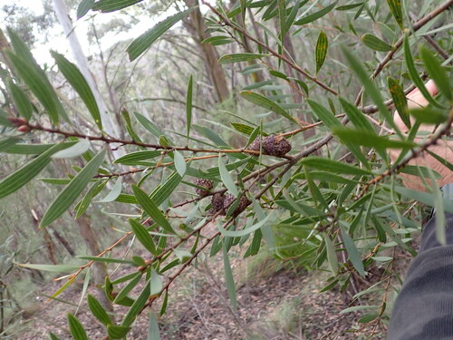 Hakea dactyloides