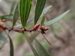 Hakea dactyloides, photograph author not stated, no rights reserved