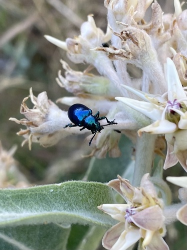 iNaturalist observation photo of Cobalt Milkweed Beetle
