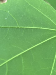 Acer leucoderme