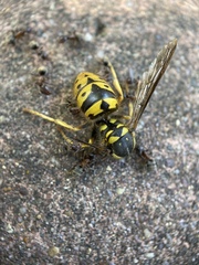 Liometopum occidentale