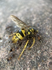 Liometopum occidentale