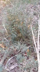 Prosopis strombulifera