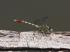 Arigomphus lentulus
