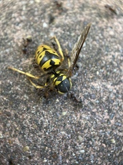 Liometopum occidentale