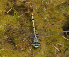 Arigomphus lentulus