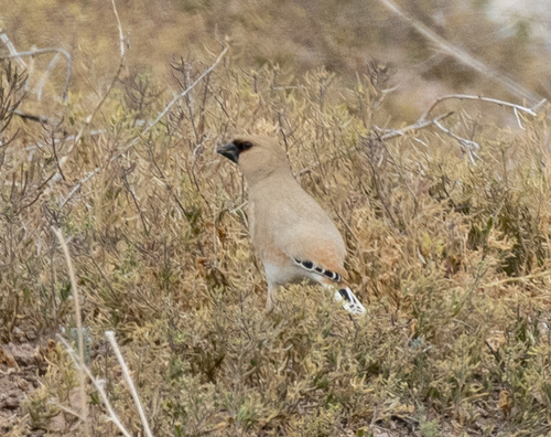 Desert Finch (Rhodospiza obsoleta), photo 2