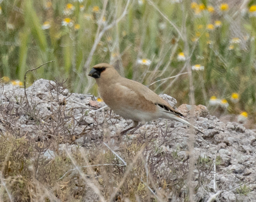 Desert Finch (Rhodospiza obsoleta)