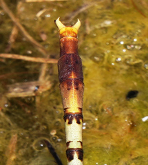 Arigomphus lentulus