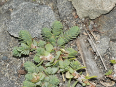 Pimelea prostrata seismica