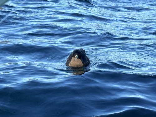 iNaturalist image