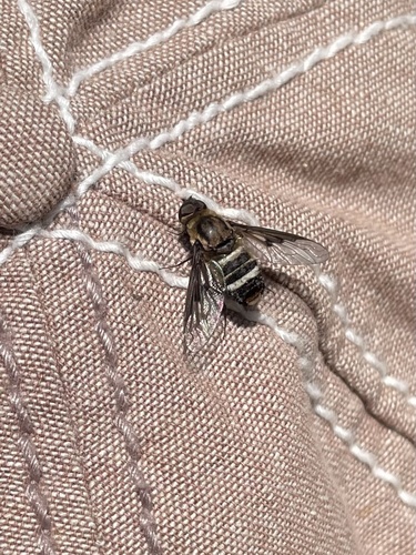 iNaturalist observation photo of Bee Flies