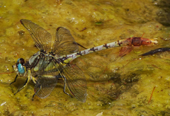 Arigomphus lentulus