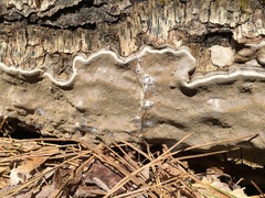 Phellinus prunicola