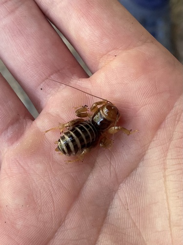 iNaturalist observation photo of North American Jerusalem Crickets
