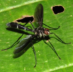 Cordyligaster
