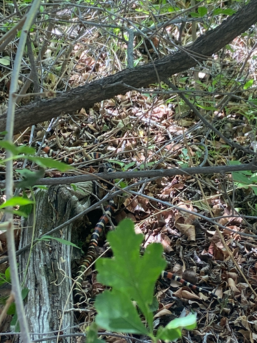 Arizona Mountain Kingsnake