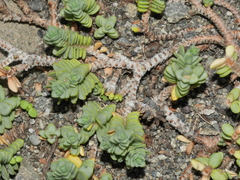 Pimelea prostrata seismica