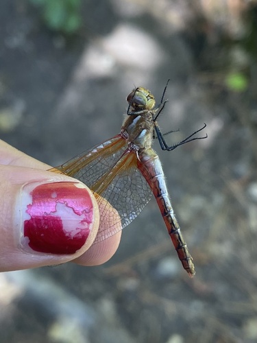 iNaturalist observation photo of Red-veined Meadowhawk