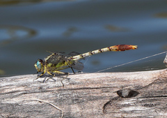 Arigomphus lentulus