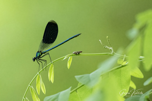 Banded Demoiselle
