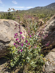 Penstemon clevelandii connatus