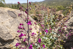 Penstemon clevelandii connatus