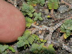 Pimelea prostrata seismica