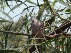 Columbina inca