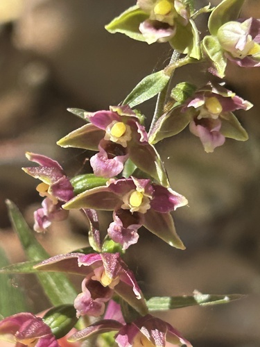 Broad-leaved helleborine seen in Sonoma Valley