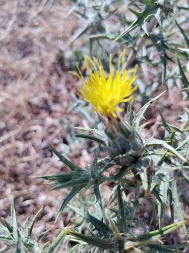 woolly distaff thistle