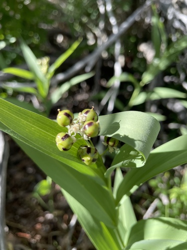 iNaturalist observation photo of star-flowered lily-of-the-valley