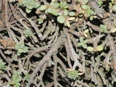Pimelea prostrata seismica