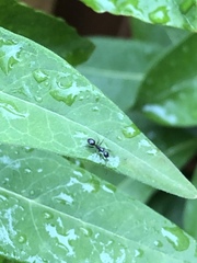 Camponotus sexguttatus