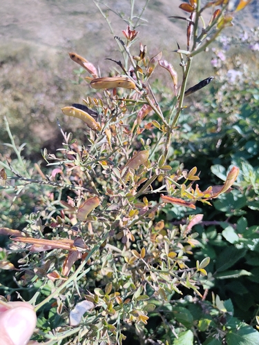 Spiny Broom