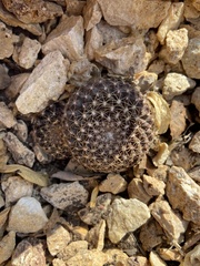 Copiapoa