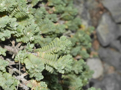 Pimelea prostrata seismica