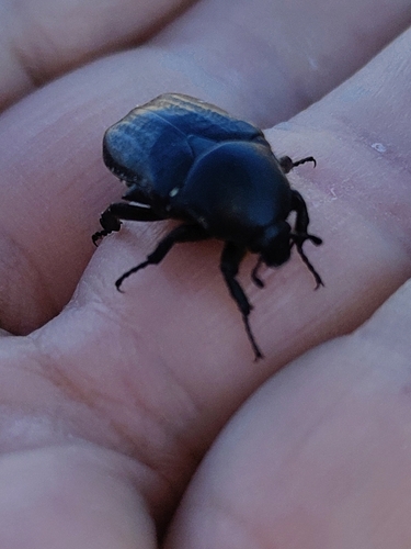 Aethiessa floralis