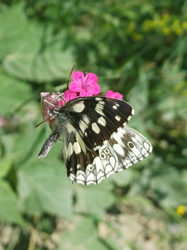 Marbled White