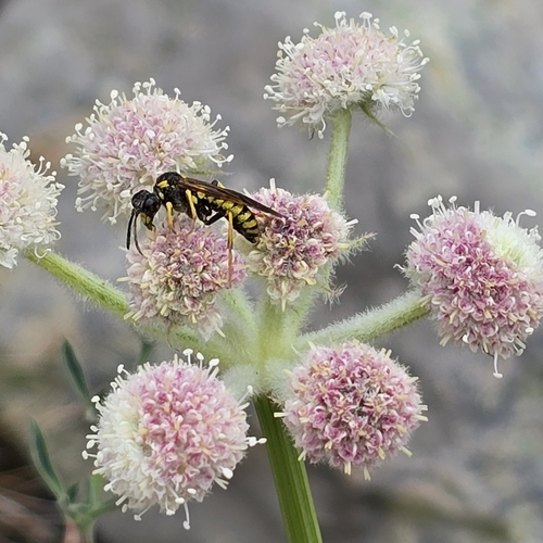 iNaturalist observation photo of Narrow-waisted Wasps, Ants, and Bees
