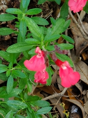 Salvia