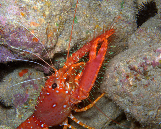 Photo of Red Reef Lobster (Enoplometopus occidentalis)