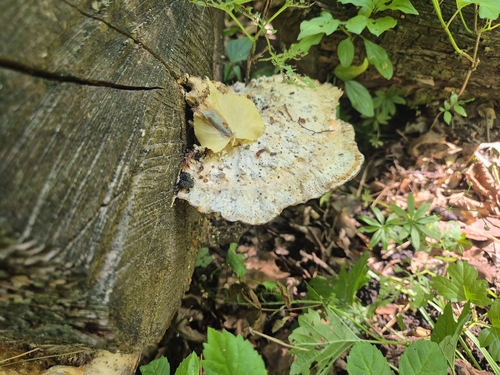 Żagwiowce
