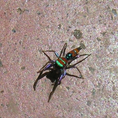 Chrysilla volupe